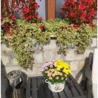 Veszely Csárda Békéscsaba - Egyéb