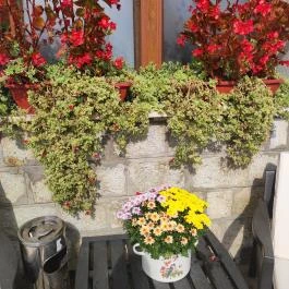 Veszely Csárda Békéscsaba - Egyéb