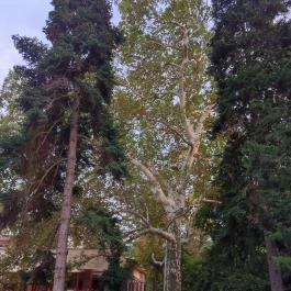 Wellness Hotel Gyula Gyula - Egyéb