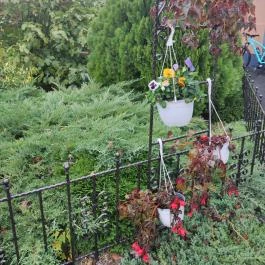 Zsigmond Konyha & Étterem Gyula - Egyéb