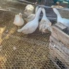 Szent István Park Hajdúszoboszló - Külső kép