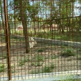 Richter Safari Park Nagykőrös - Egyéb