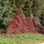 Hévíz Resort & Spa Cserszegtomaj - Környék