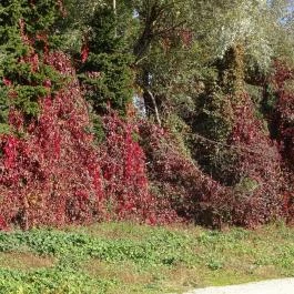 Hévíz Resort & Spa Cserszegtomaj - Környék