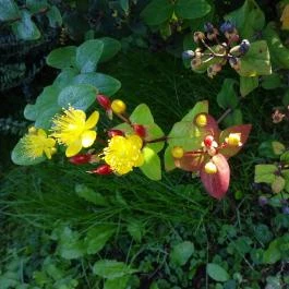 Hévíz Resort & Spa Cserszegtomaj - Környék