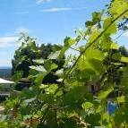 Picitmás Étterem & Manufaktúra Balatonszőlős - Egyéb