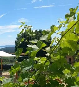 Picitmás Étterem & Manufaktúra