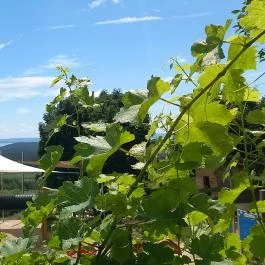 Picitmás Étterem & Manufaktúra, Balatonszőlős - Egyéb