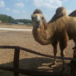 Richter Safari Park Nagykőrös - Egyéb