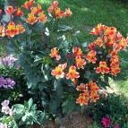 Borgáta Termálfürdő Borgáta - 