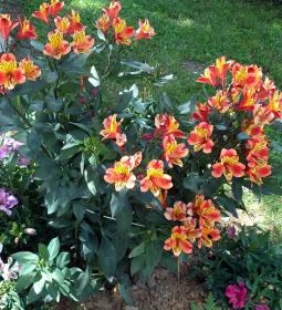 Borgáta Termálfürdő