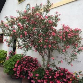 Szikla Falatozó & Pince Budaörs - Egyéb