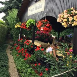 Szikla Falatozó & Pince Budaörs - Egyéb