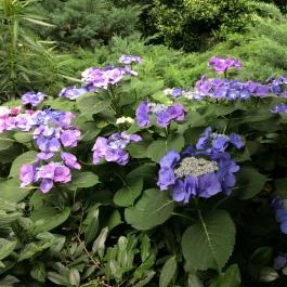 Szikla Falatozó & Pince Budaörs - Egyéb