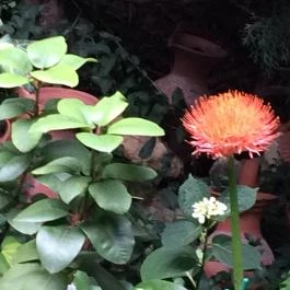 Szikla Falatozó & Pince Budaörs - Egyéb