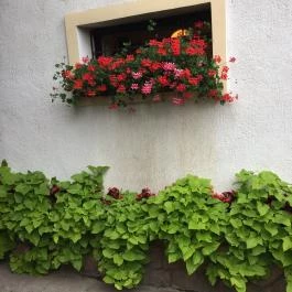 Szikla Falatozó & Pince Budaörs - Egyéb