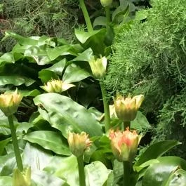 Szikla Falatozó & Pince Budaörs - Egyéb