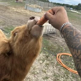 Richter Safari Park Nagykőrös - Egyéb