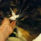 Cat Café - Révay utca Budapest - Egyéb