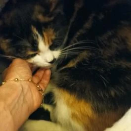 Cat Café - Révay utca Budapest - Egyéb