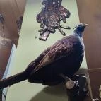 Kisfaludy Étterem Sümeg - Belső