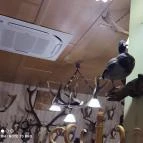 Kisfaludy Étterem Sümeg - Belső