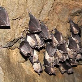 Ezüstfenyő Hotel , Telkibánya - Egyéb