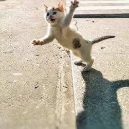 Park Hotel Gyula Gyula - Egyéb