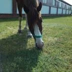 Club Dobogómajor Cserszegtomaj - Egyéb