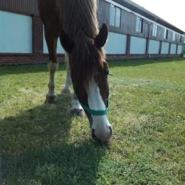 Club Dobogómajor, Cserszegtomaj - Egyéb