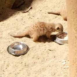 Bambara Hotel, Felsőtárkány - Egyéb