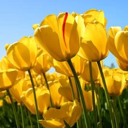 Sárvári Gyógy- és Wellnessfürdő Sárvár - Egyéb