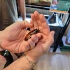 Nagyerdei Kultúrpark: Állatkert & Vidámpark Debrecen - Külső kép