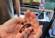 Nagyerdei Kultúrpark: Állatkert & Vidámpark Debrecen