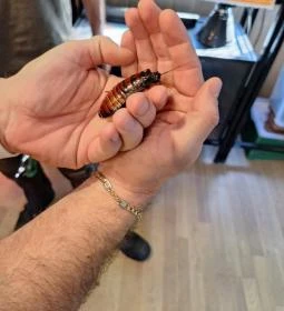 Nagyerdei Kultúrpark: Állatkert & Vidámpark