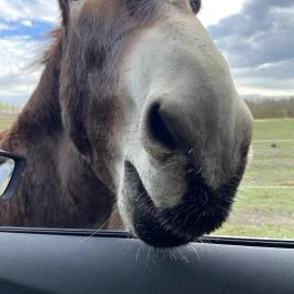 Richter Safari Park, Nagykőrös - Egyéb