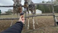 Richter Safari Park Nagykőrös - 