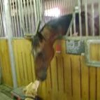 Nyerges Hotel Termál Monor - Egyéb