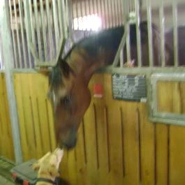 Nyerges Hotel Termál Monor - Egyéb