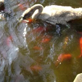 Nyerges Hotel Termál Monor - Egyéb