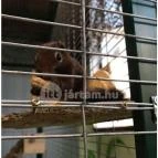 Feral Cafe Budapest - Belső