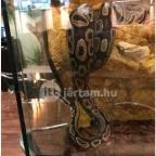 Feral Cafe Budapest - Belső