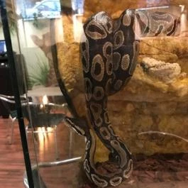 Feral Cafe, Budapest - Belső