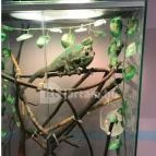 Feral Cafe Budapest - Belső