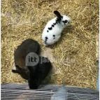 Feral Cafe Budapest - Belső