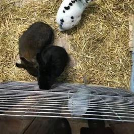 Feral Cafe, Budapest - Belső