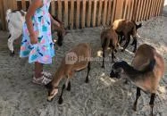 Holnemvolt Vár Budapest