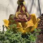 Holnemvolt Vár Budapest - 