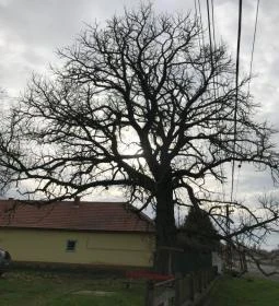 Mauks Ilona Emlékkiállítás