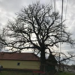 Mauks Ilona Emlékkiállítás, Mohora - 